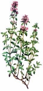 Free Breckland Thyme Clipart