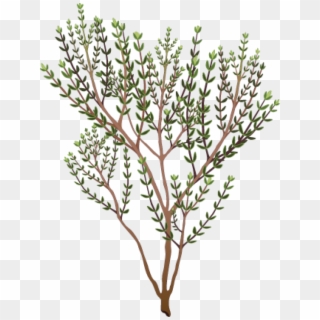 Herbs clipart painted.