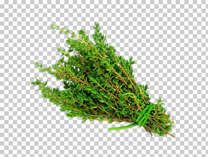 Garden thyme herb.