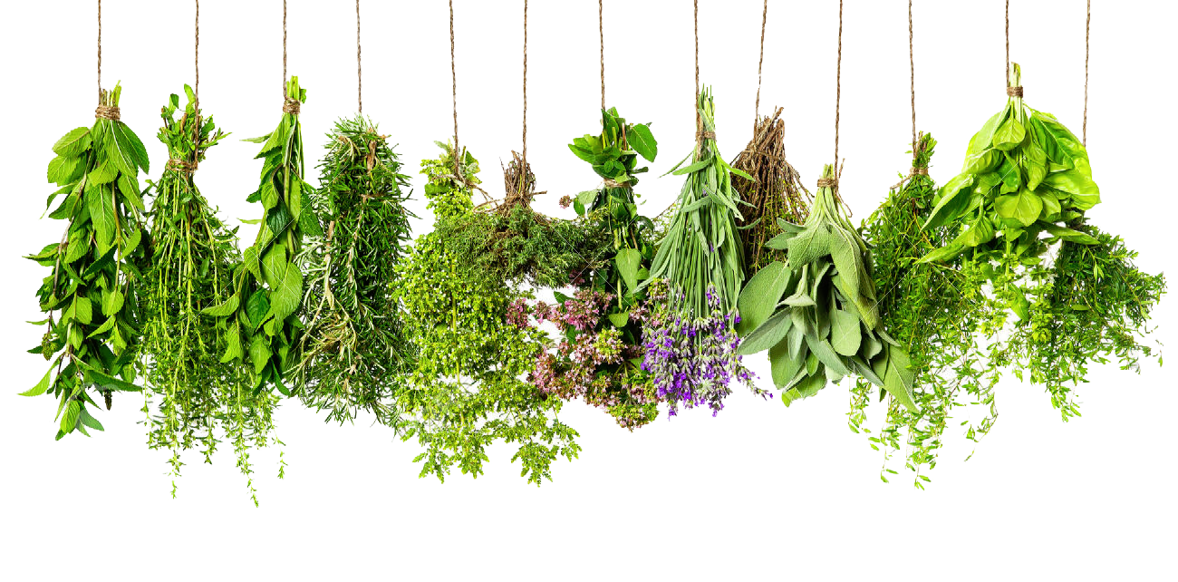 Herbs png images.