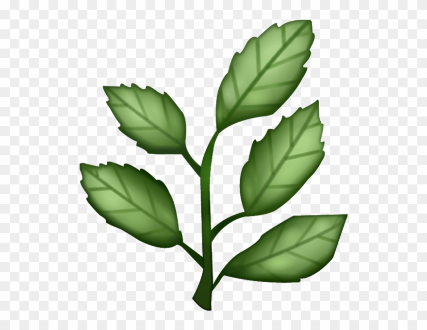 Herb png clipart.