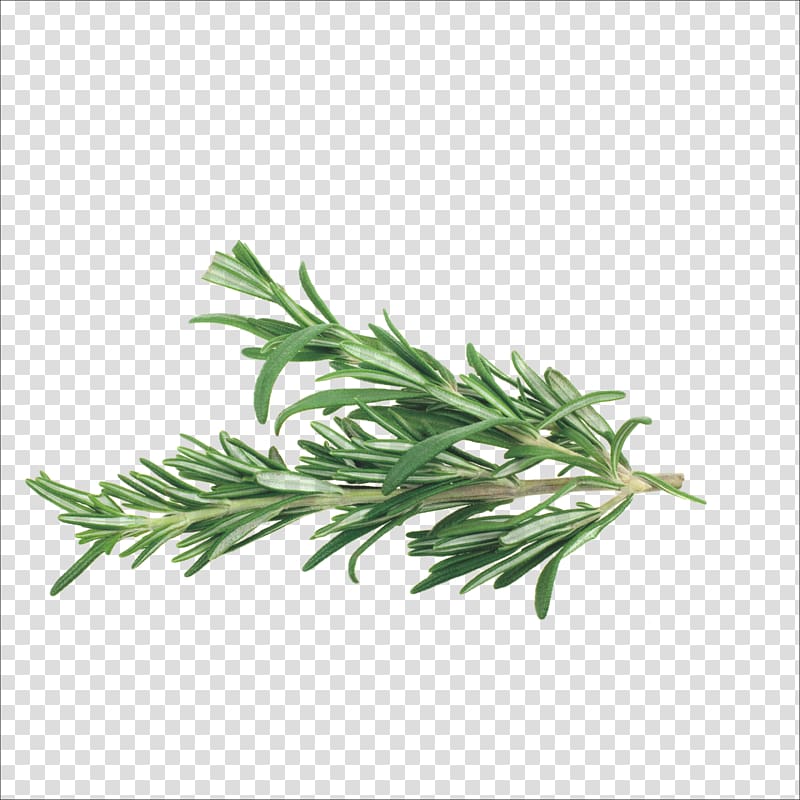 Green plant, Rosemary Herb Mediterranean cuisine Spice