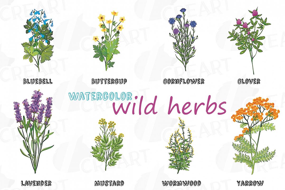 Wild herbs clip.