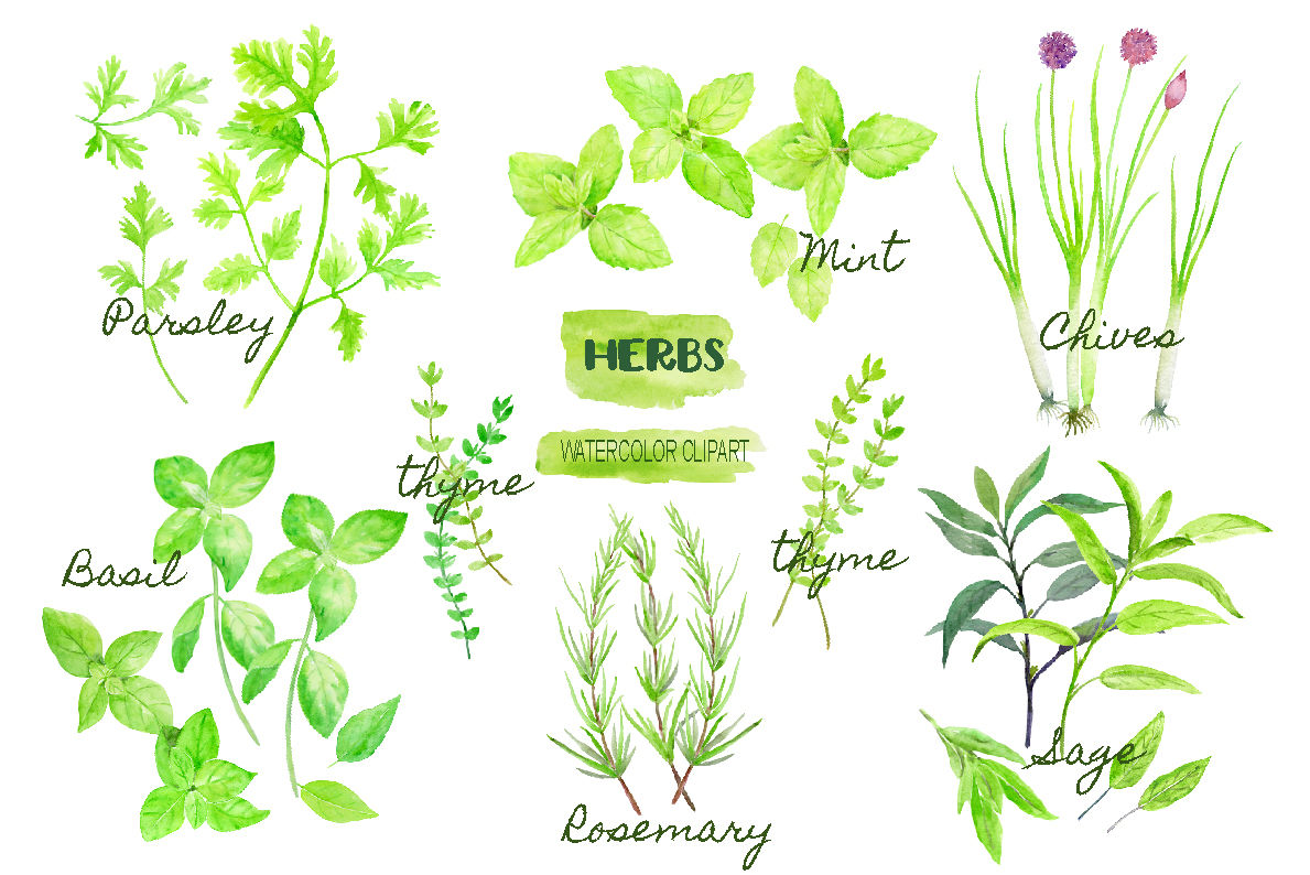 Watercolor clipart herb.