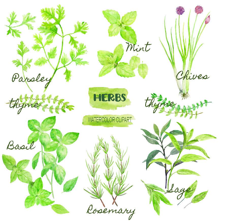 Watercolor herb collection.
