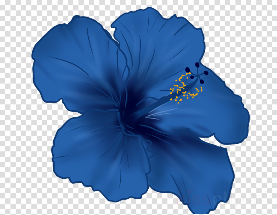 Blue Hibiscus Png