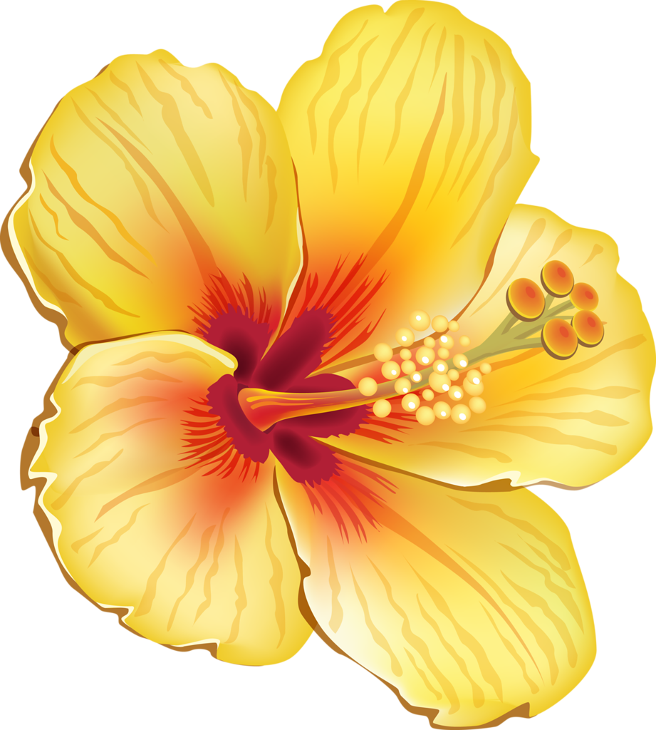 Hibiscus clipart colorful flower, Hibiscus colorful flower