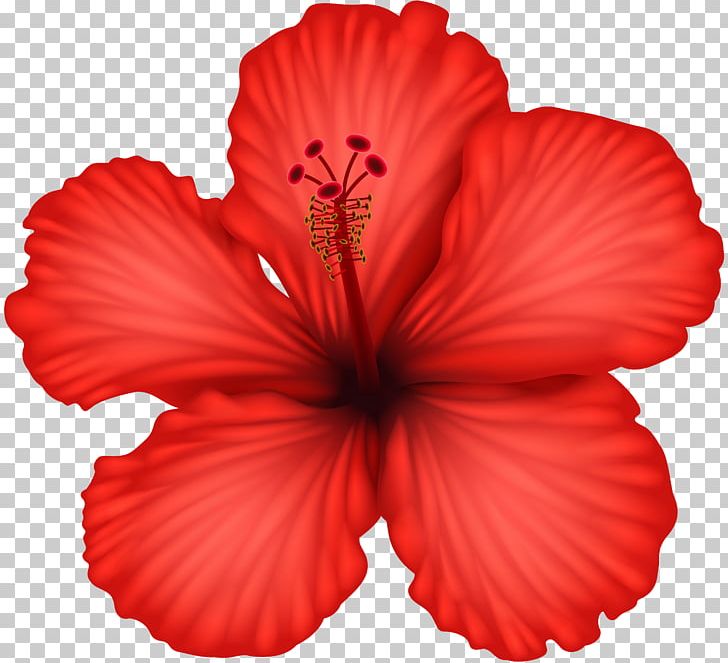 Hibiscus png clipart.