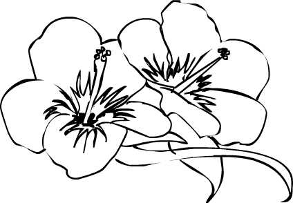 Free Hibiscus Flower Drawings, Download Free Clip Art, Free
