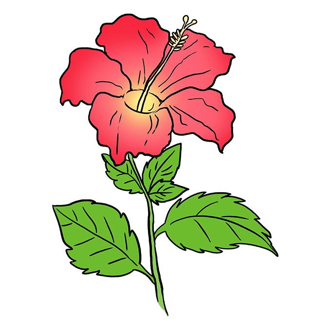 How to Draw a Hibiscus
