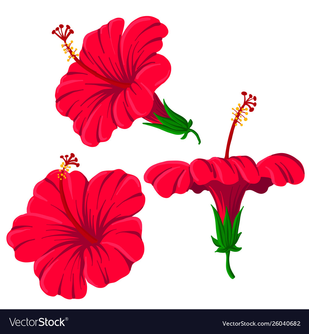Drawing hibiscus flowers.