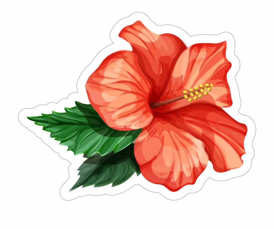 Realistic Hibiscus Flower Drawing, Transparent Png Download