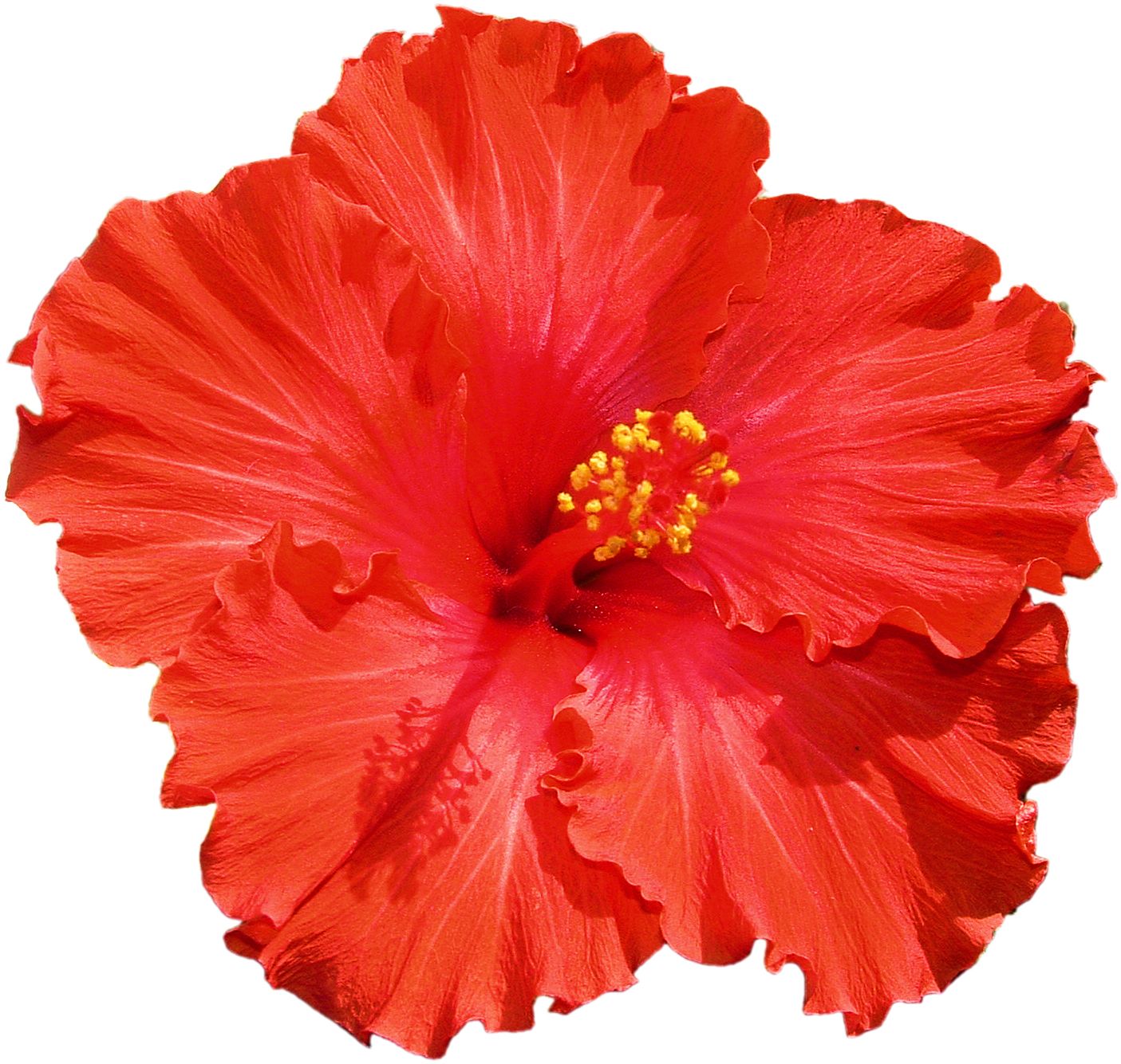 hibiscus clipart real
