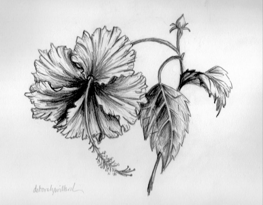 Free hibiscus drawing.