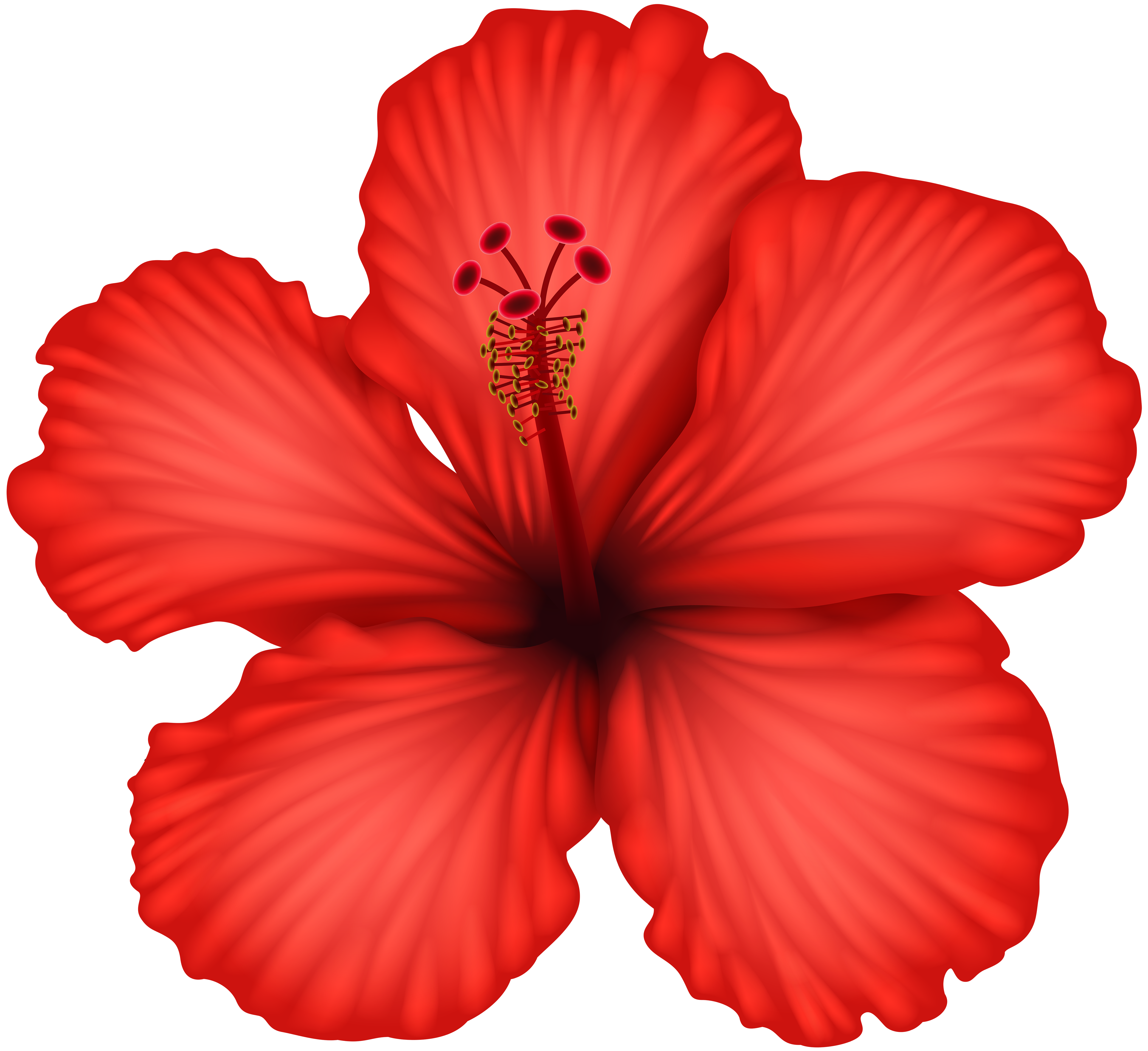 hibiscus clipart red