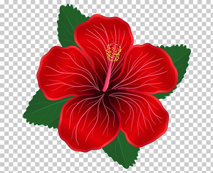 Flower Red Lilium , moana, red Hibiscus flower illustration