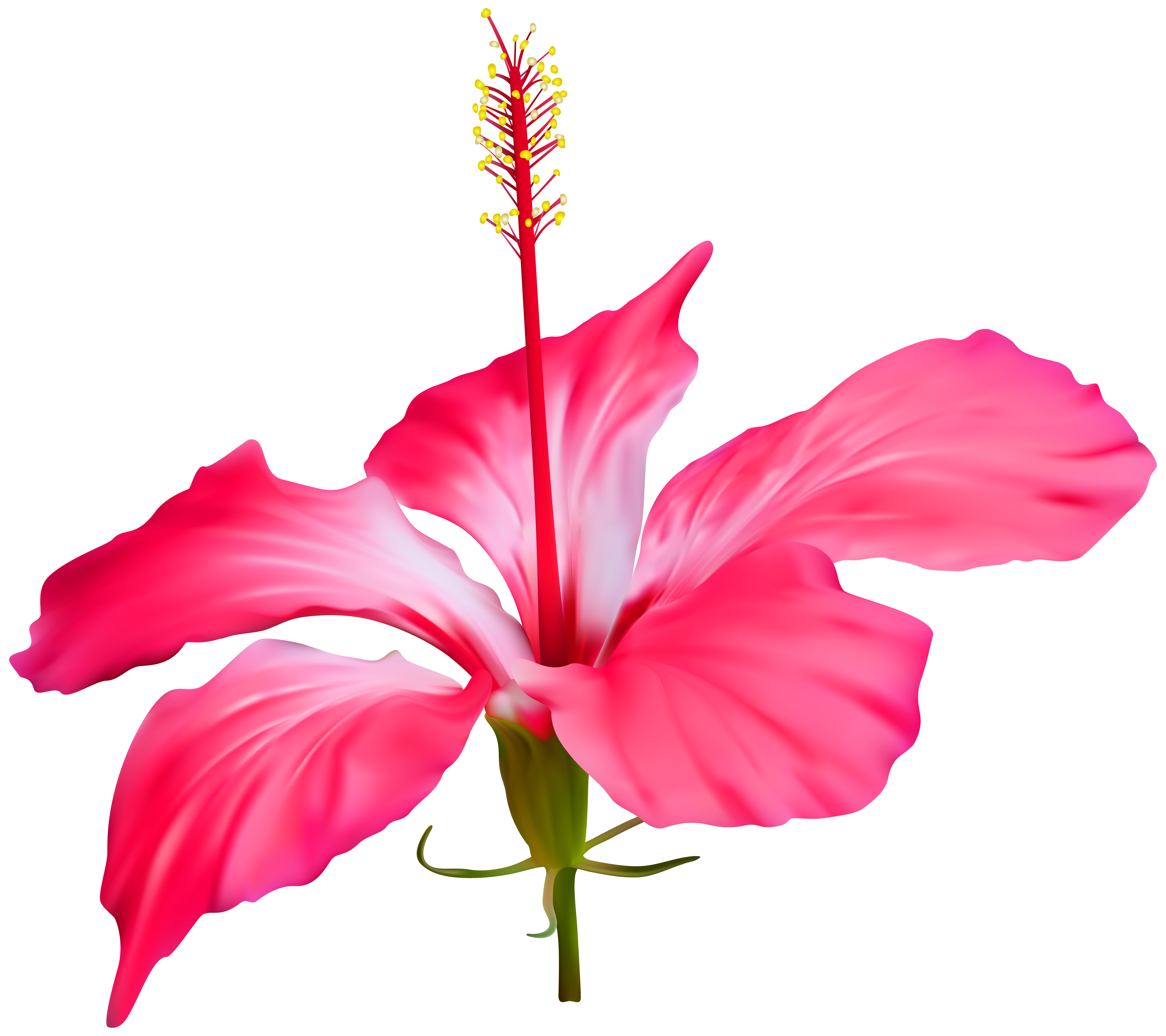 Hibiscus flower transparent.
