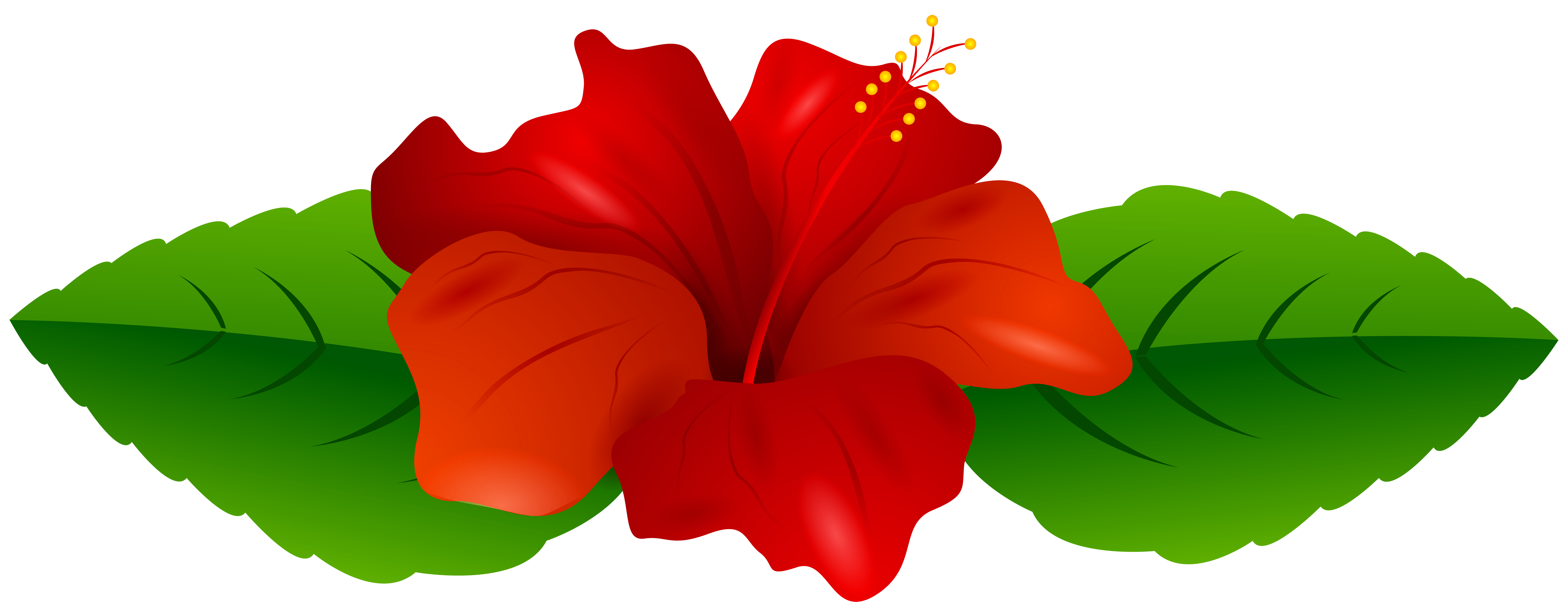 Red hibiscus transparent.