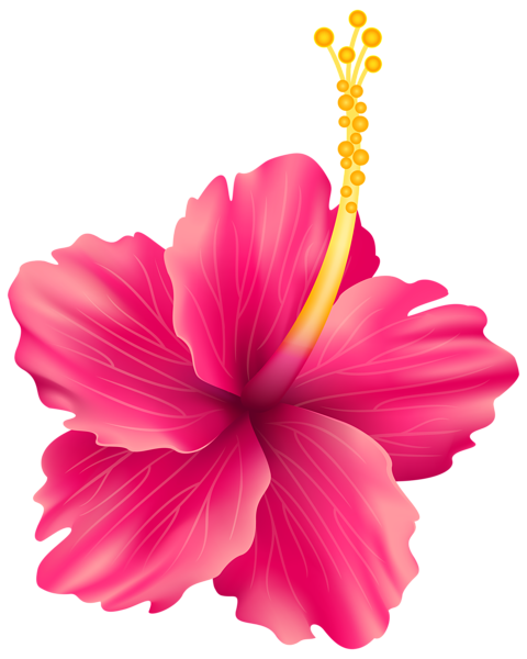 Hibiscus png images.