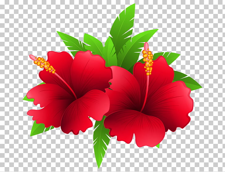 Shoeblackplant Flower , tropical flower, red hibiscus