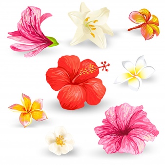Hibiscus Vectors, Photos and PSD files
