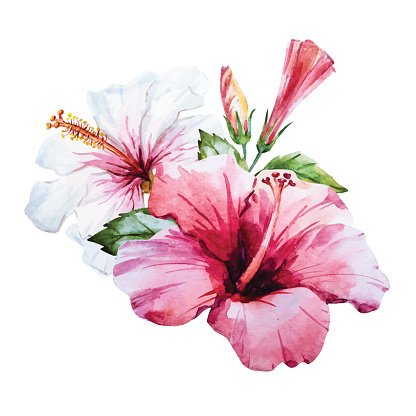 Watercolor hibiscus flower Clipart Image