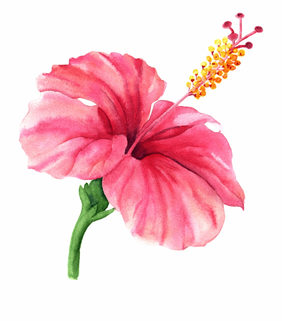 Hibiscus watercolor flower.