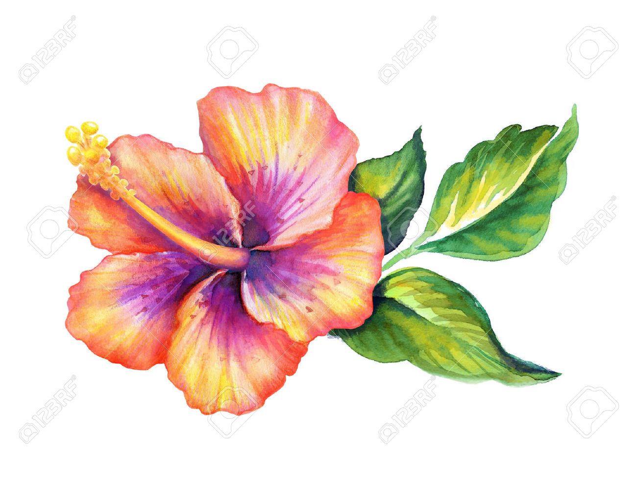Hibiscus clipart watercolor pencil and in color hibiscus