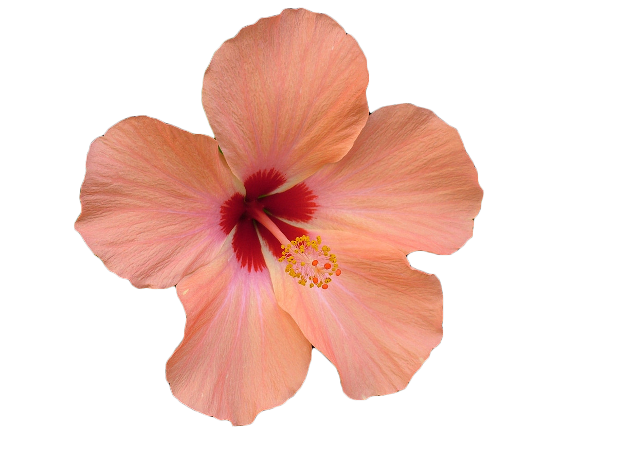 Hibiscus clipart watercolor, Hibiscus watercolor Transparent