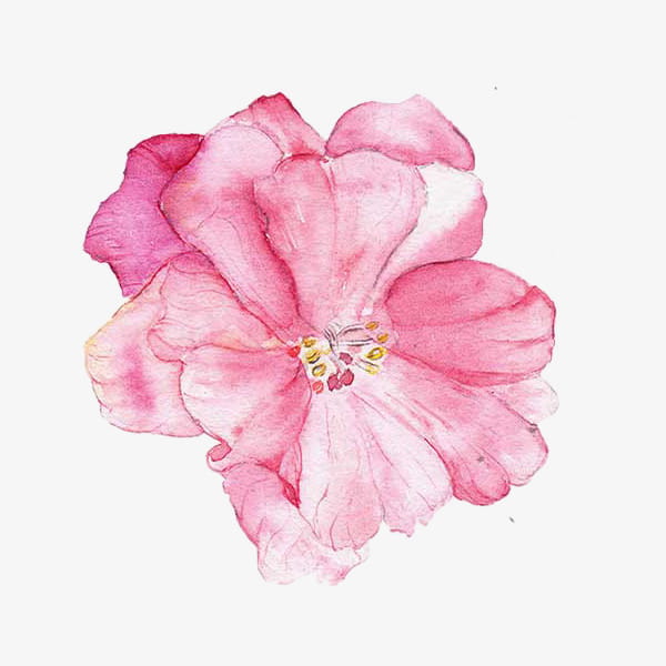Painted pink hibiscus water PNG clipart