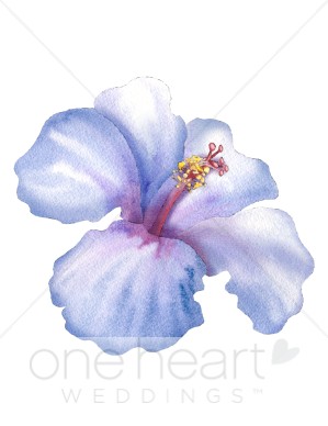 Hibiscus clipart flower.