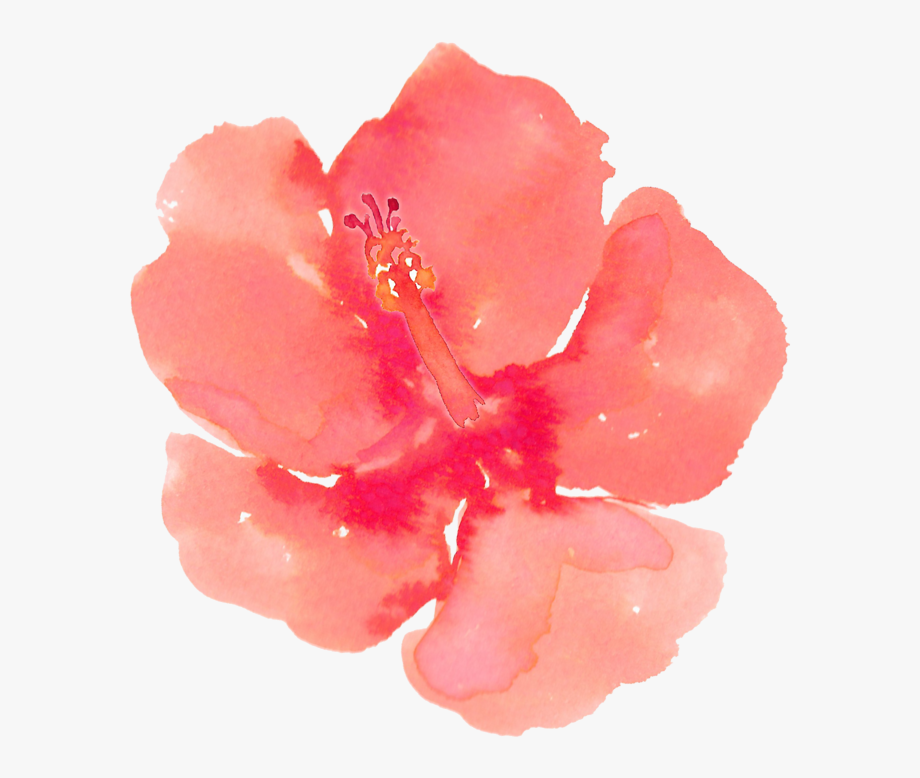 Hibiscus Png Watercolour