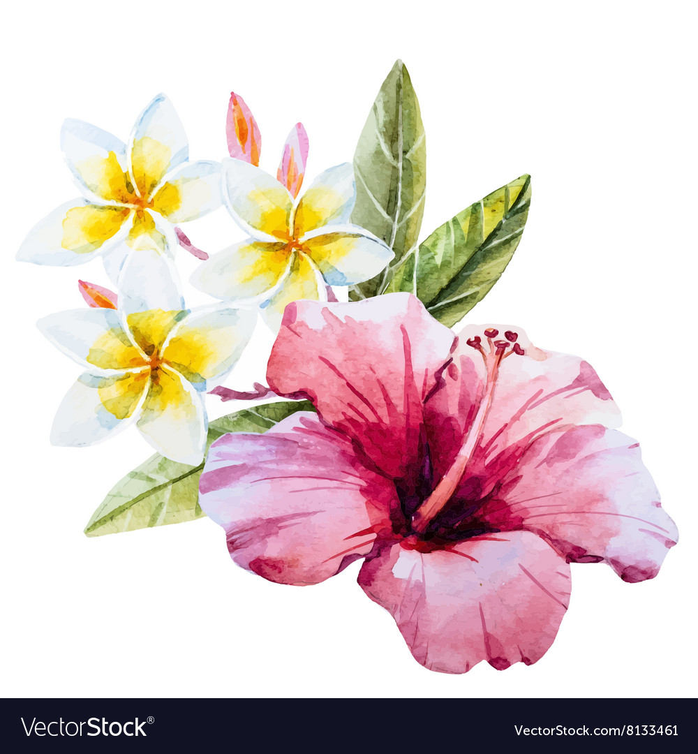 Watercolor hibiscus flower.