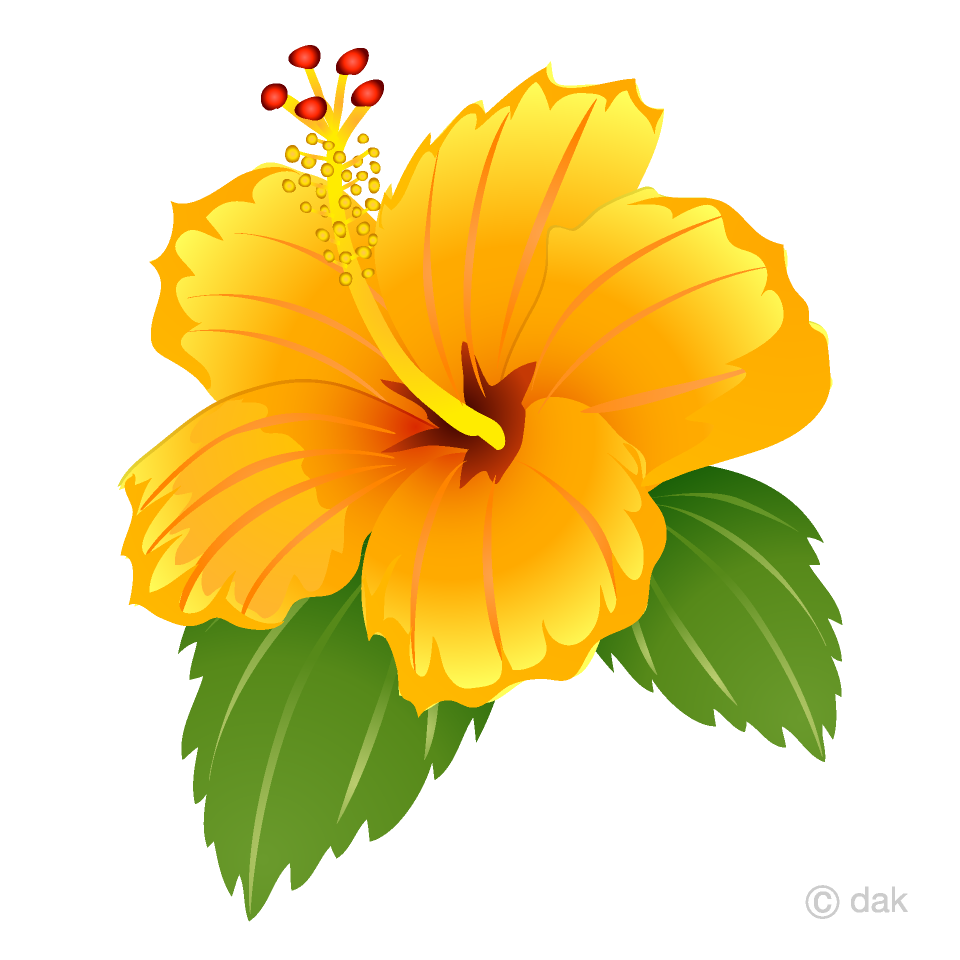 Free Yellow Hibiscus Clipart Image