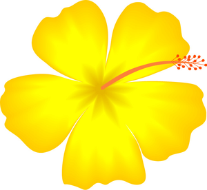 Yellow hibiscus hawaii.