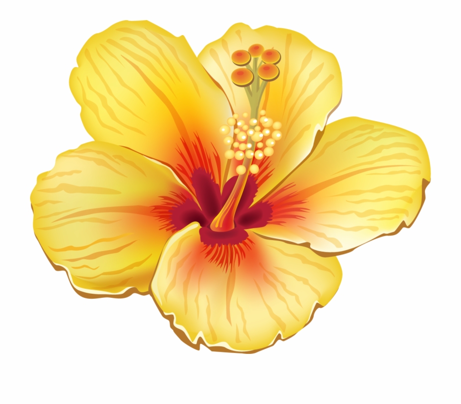 Hibiscus Image, Hawaiian Flowers, Tropical Flowers