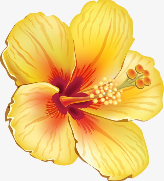 Yellow Hibiscus PNG, Clipart, Althea, Cartoon, Flowers