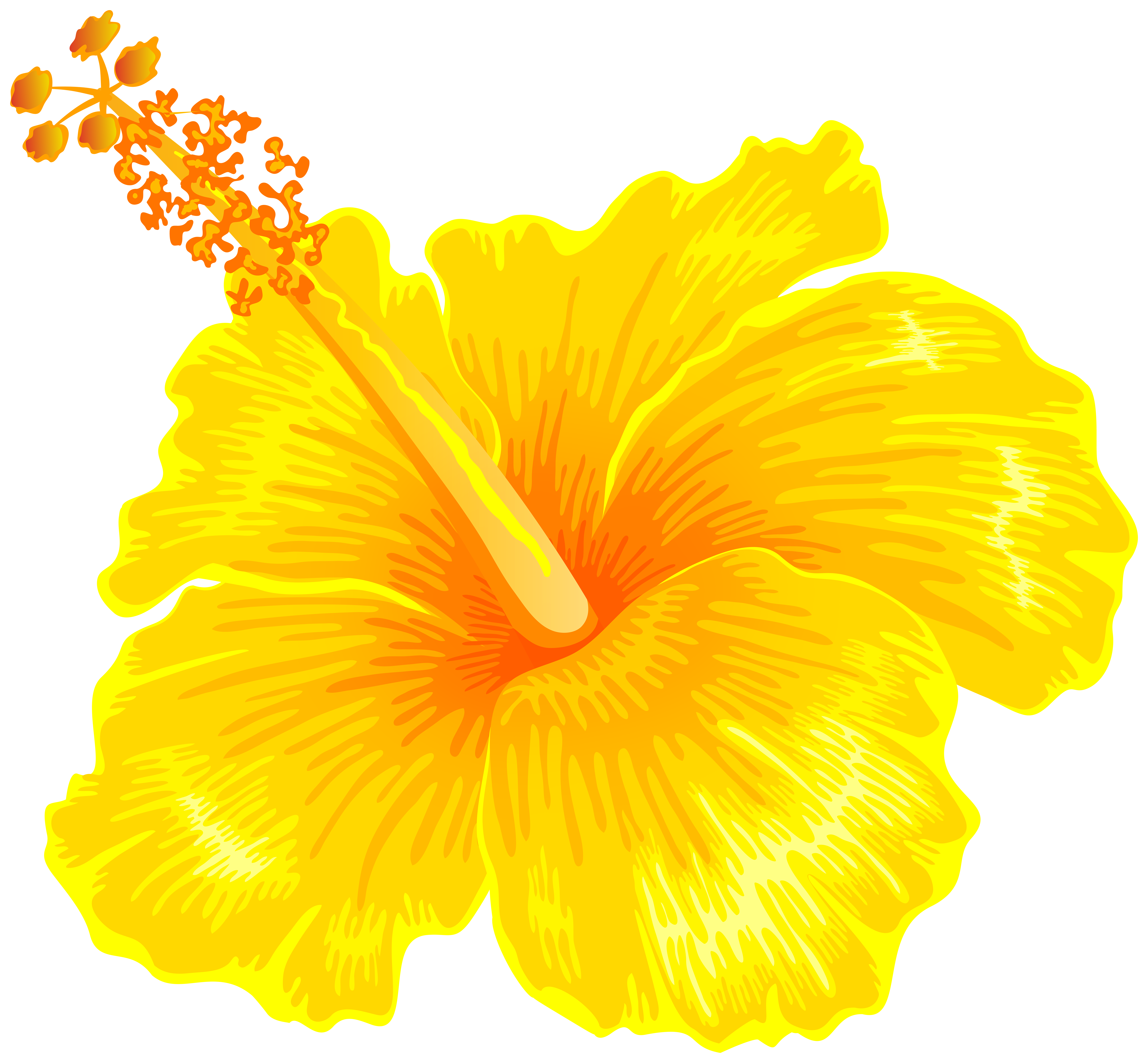 Yellow hibiscus flower. 