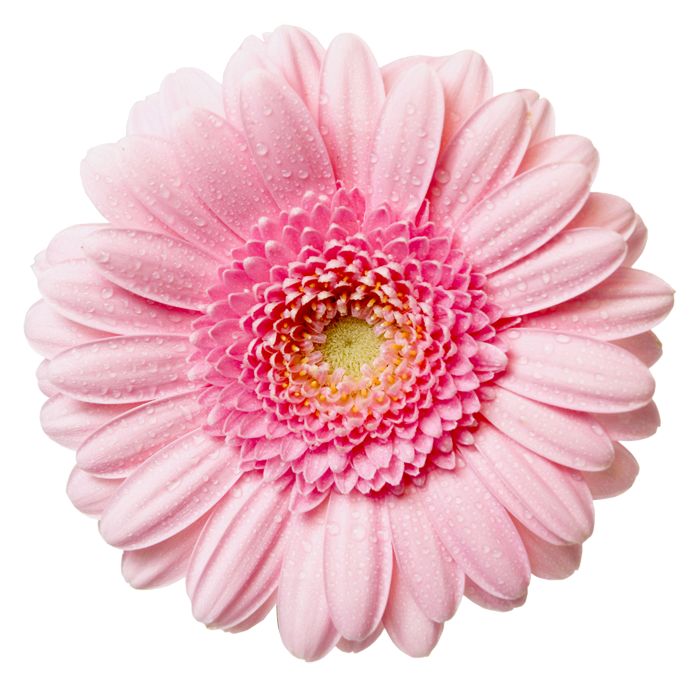 high resolution clipart flower