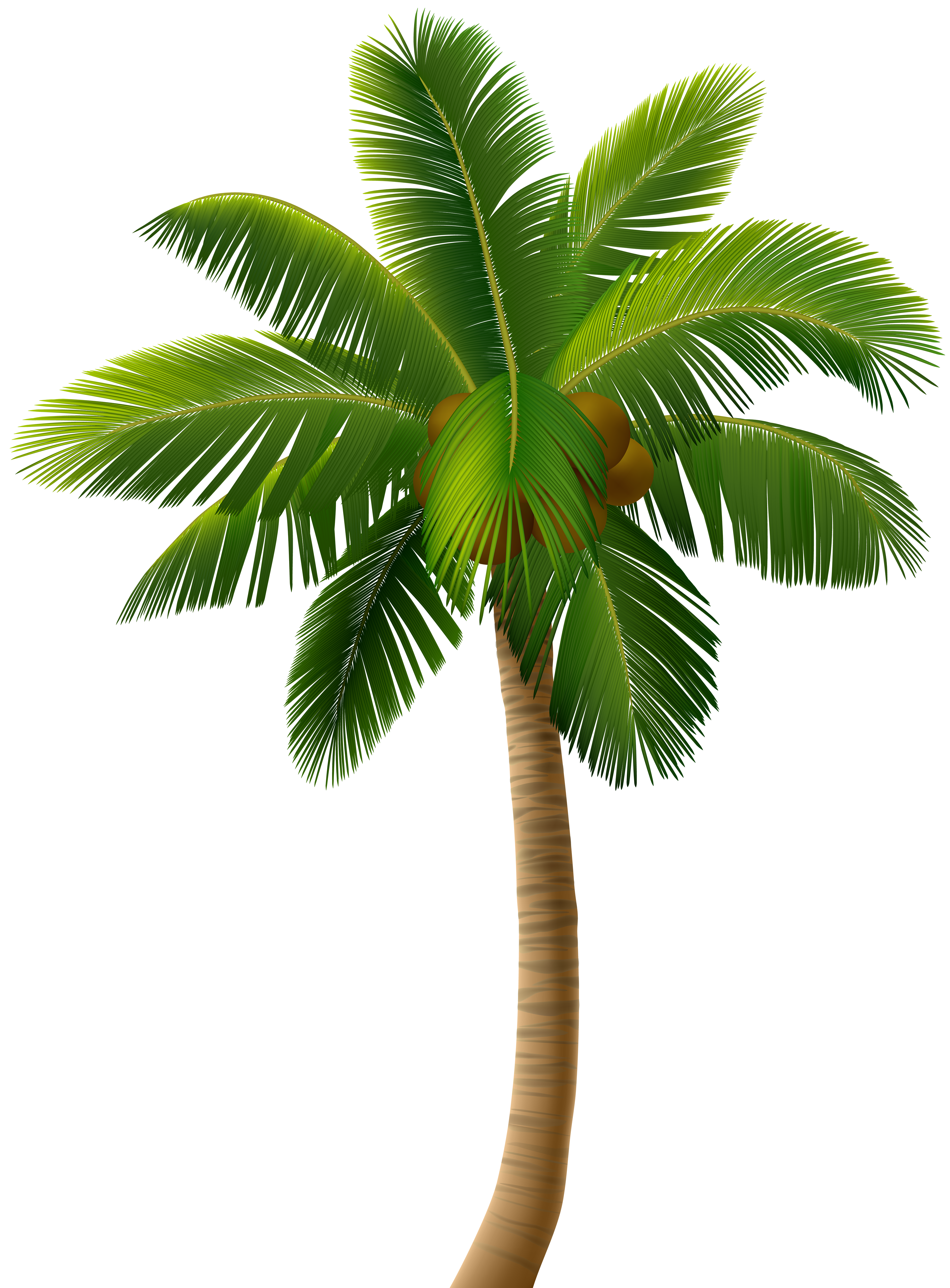 Palm tree png.