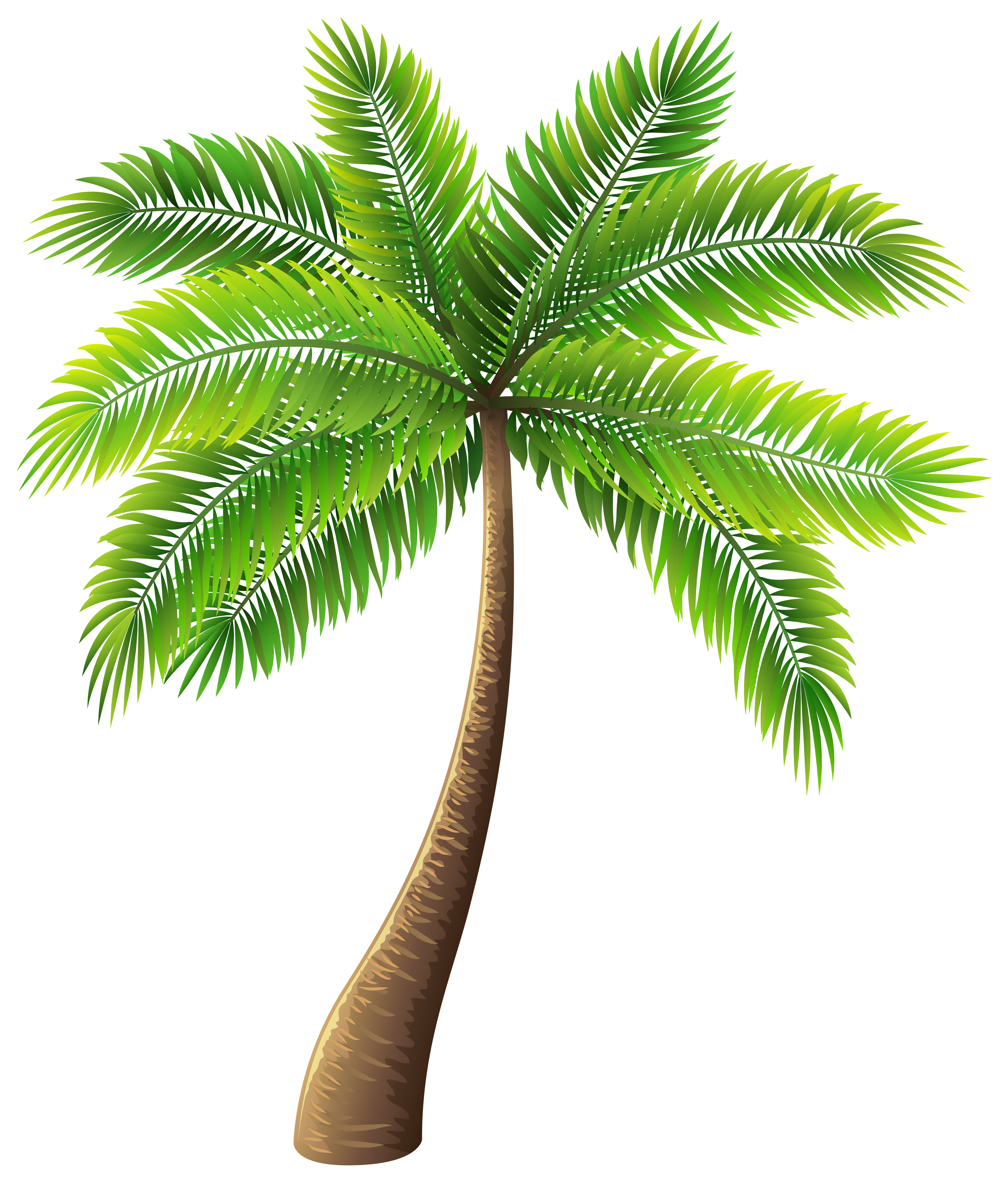 Palm Tree PNG Clip Art