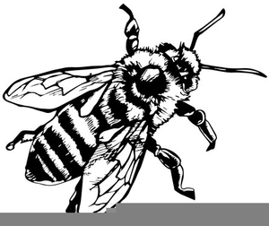 Honey Bee Clipart Black And White