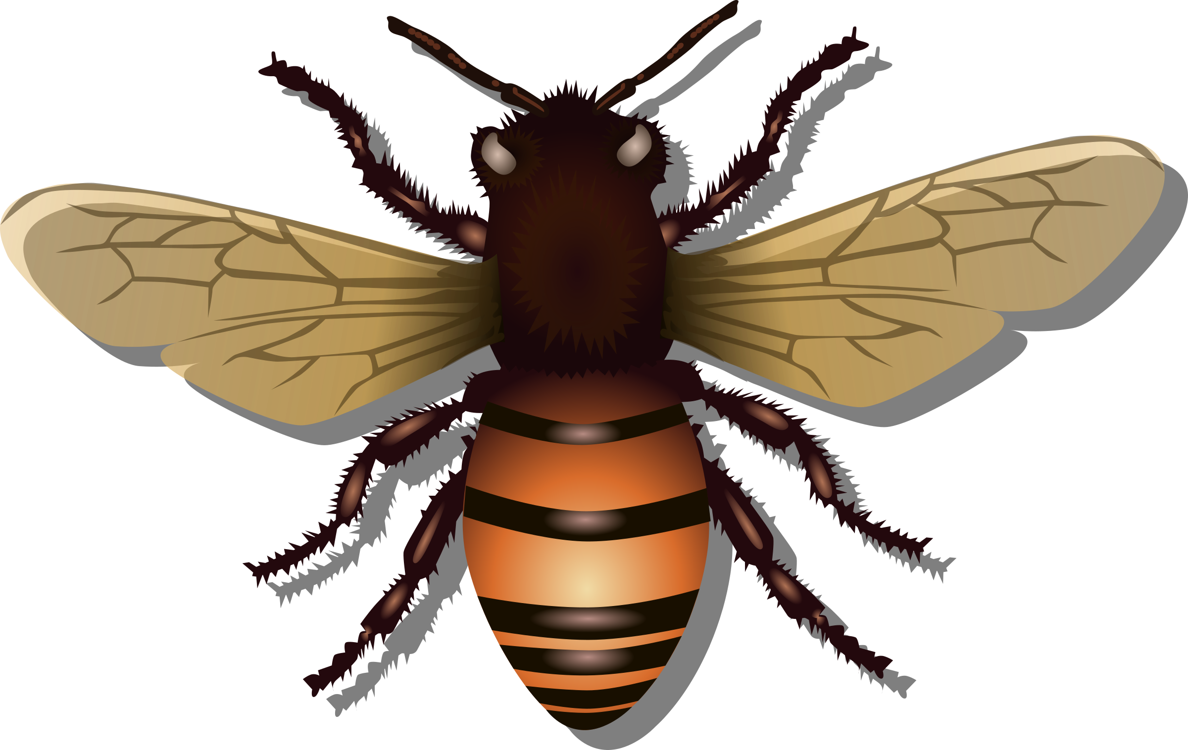 Honey Bee Vector Clipart image