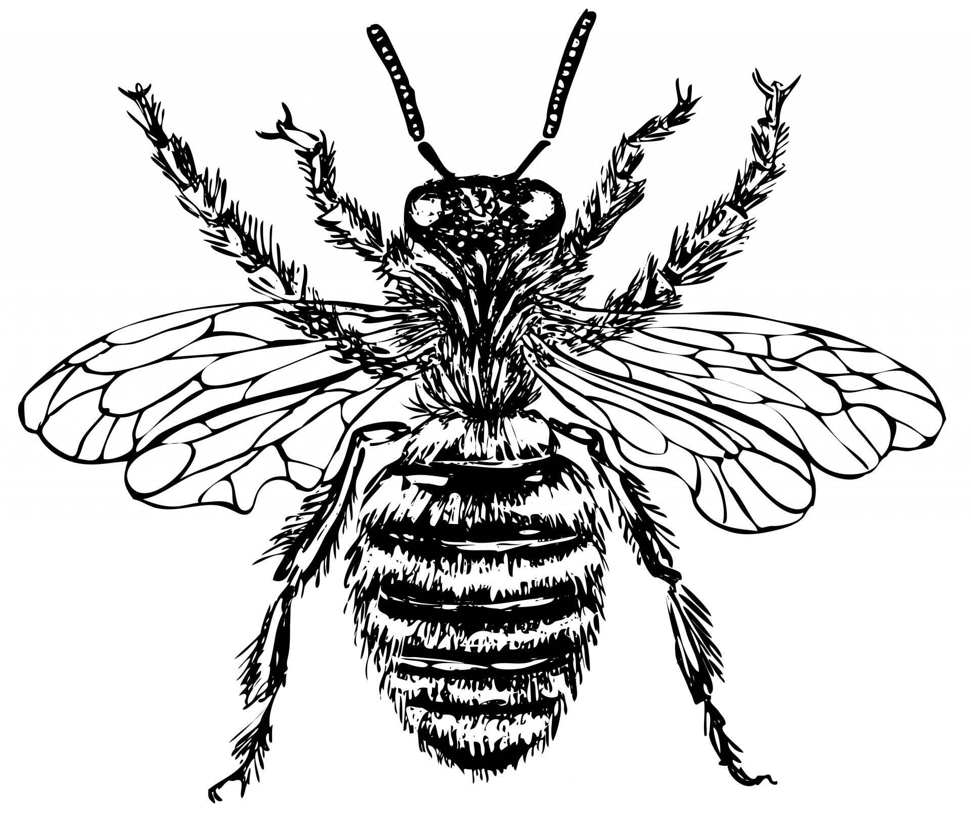 Bee Illustration Clipart Free Stock Photo