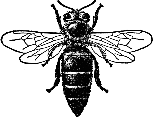 Honey bee queen.