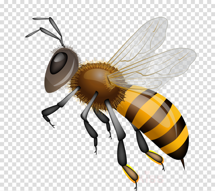 Honey background clipart.