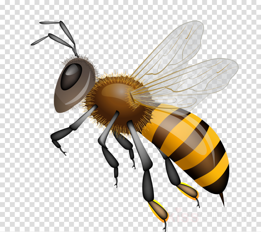 honey bee clip art free