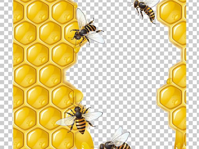 Free Honeycomb Clipart, Download Free Clip Art on Owips