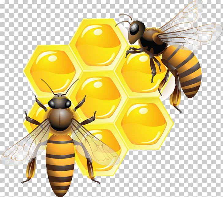 Honeycomb Clipart Honey Bee Pictures On Cliparts Pub 2020 
