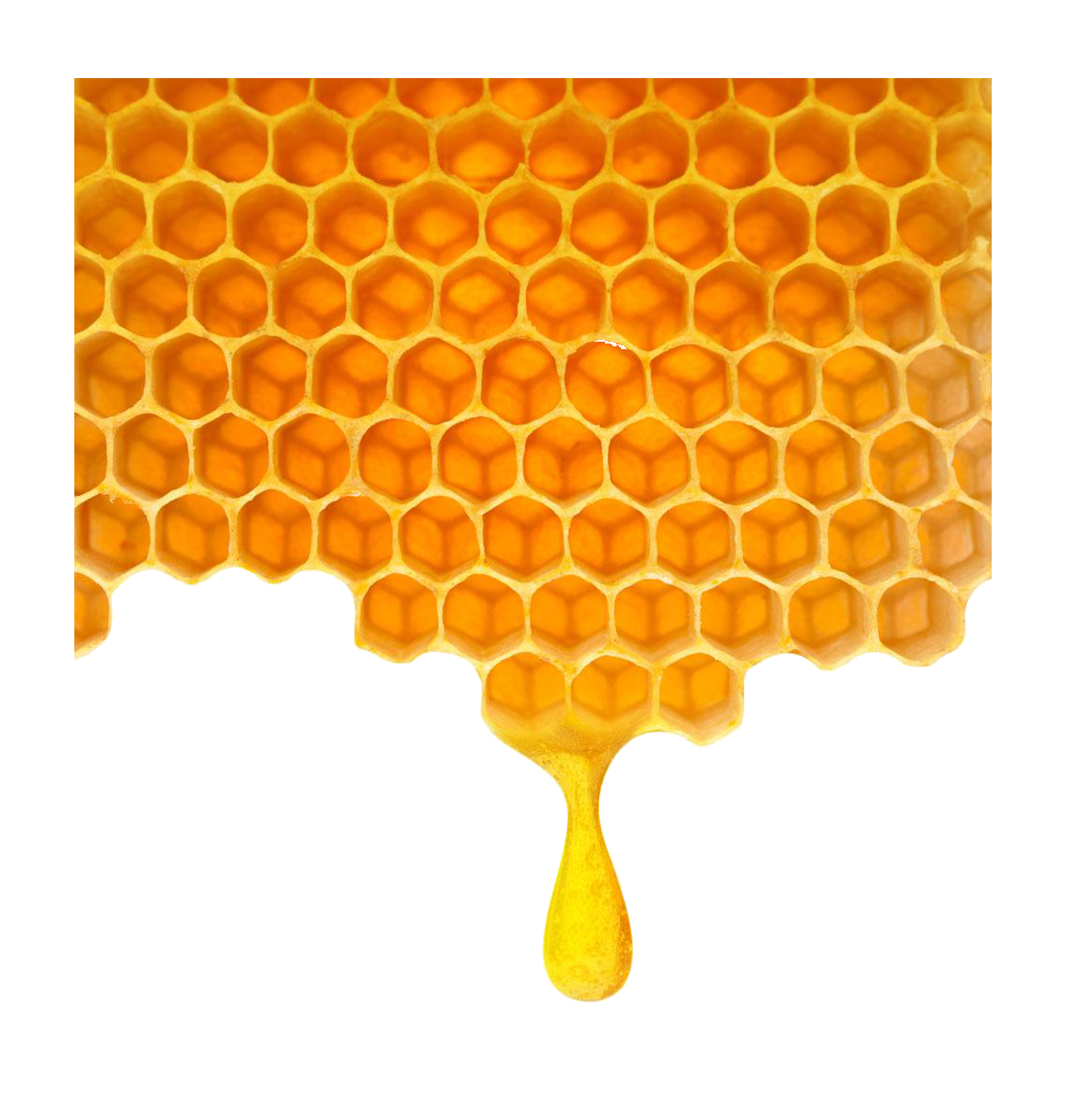 Bee honeycomb poly.
